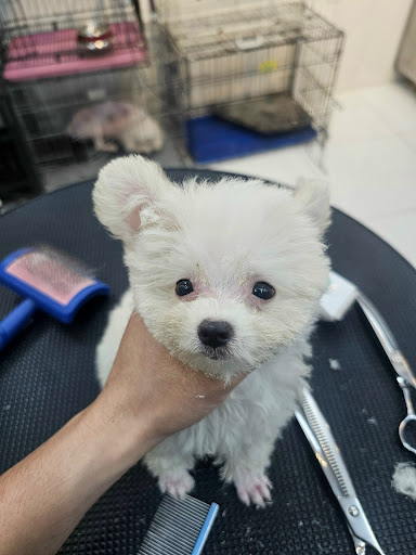 Petland Veterinary Clinic - Animal Hospital in Thao Dien