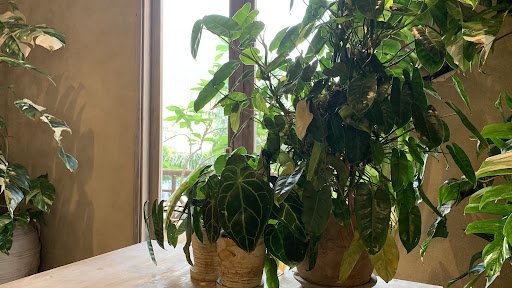 A well-lit interior space featuring several potted plants with lush green foliage arranged on a wooden table near a window. The background includes a