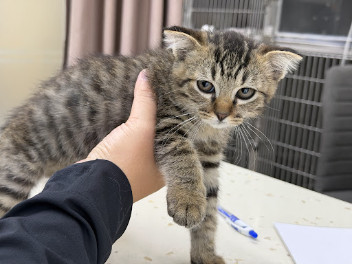 Phòng khám thú y Belwee Hàng Xanh - Animal Hospital in Thao Dien