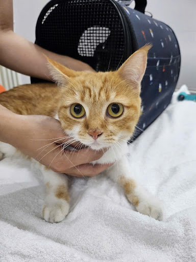 Phòng khám thú y Mayo Vet Care in Saigon