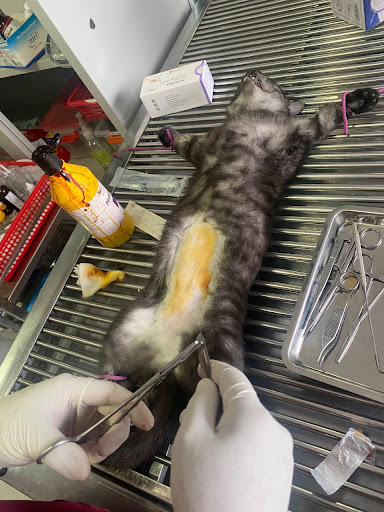 Phòng khám thú y Y Pet Hospital in Saigon