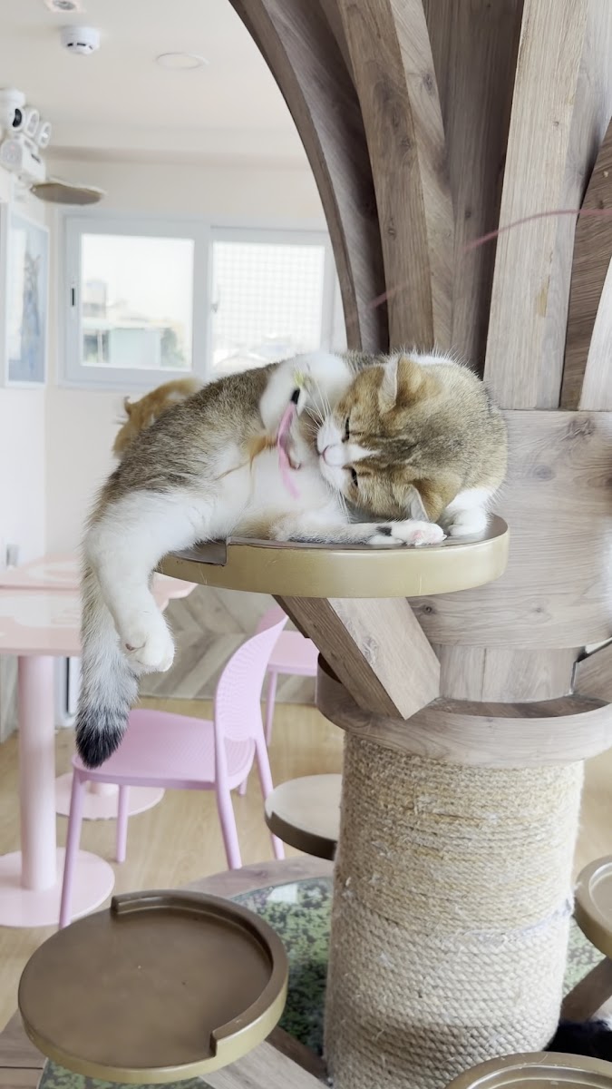 Purrfect Coffee photo 2 in Thao Dien