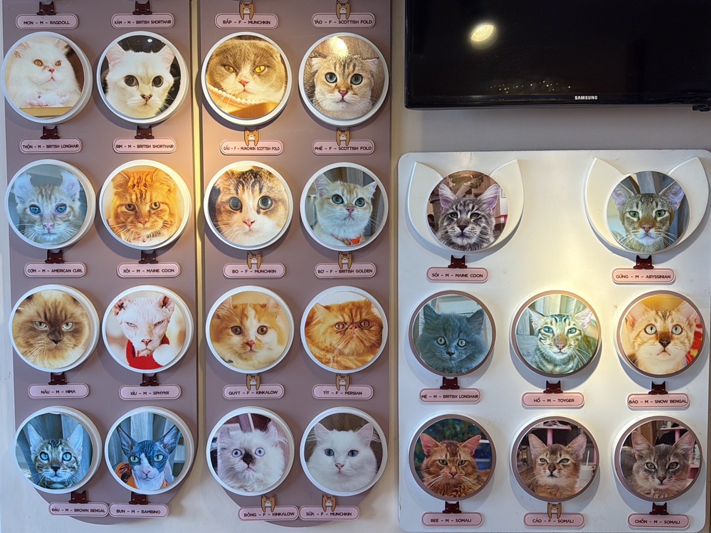 Purrfect Coffee photo 3 in Thao Dien