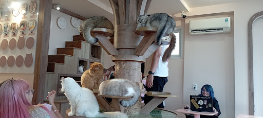 Purrfect Coffee photo 4 in Thao Dien