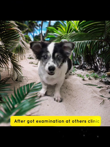 Samyang Animal Clinic photo 3 in Thao Dien