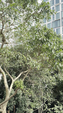The Euphoria photo 8 in Thao Dien
