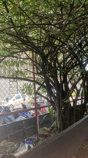 The image shows a view from an exterior location looking through the foliage of trees towards parked motorcycles and cars behind a metal fence.
